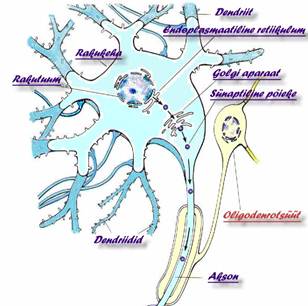 neuron-vesiiklid