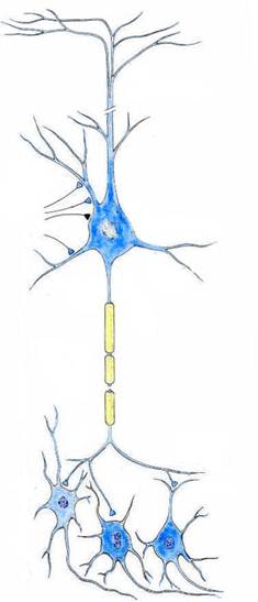 4-neuron0