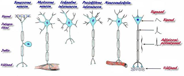 6-neuronitbid-2