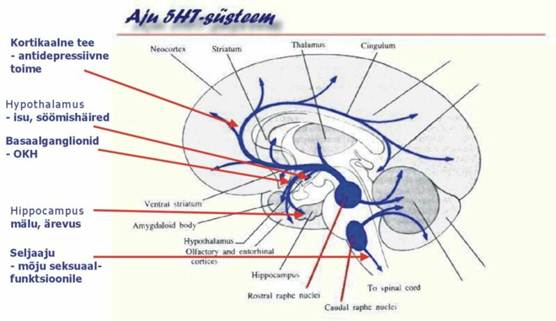 31-5HT-ssteem2